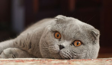 Adult_Scottish_Fold
