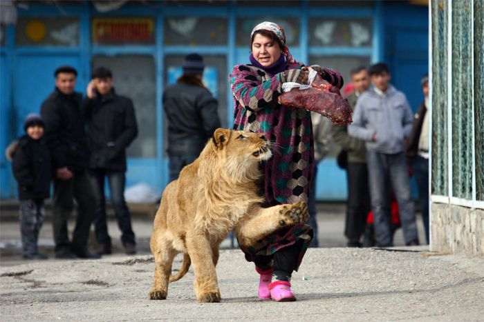 aslan